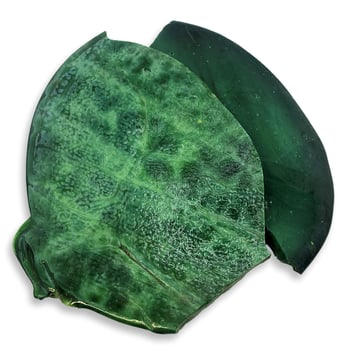 3/8" Thick Cut Tortillas - Jungle Green