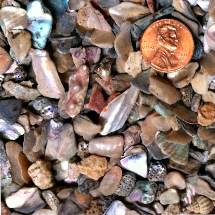 Pink Abalone Chunks!