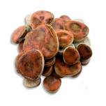 BrookStone BP-27 Leopard